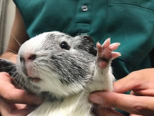 モルモットも爪を切るよ！