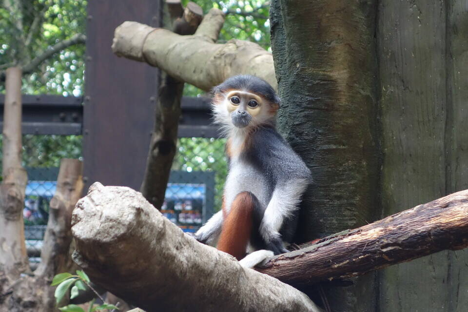 モイ、1歳になりました!!の写真
