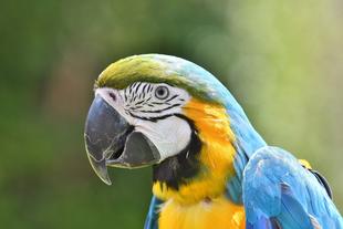 ズーラシアのカメラマン