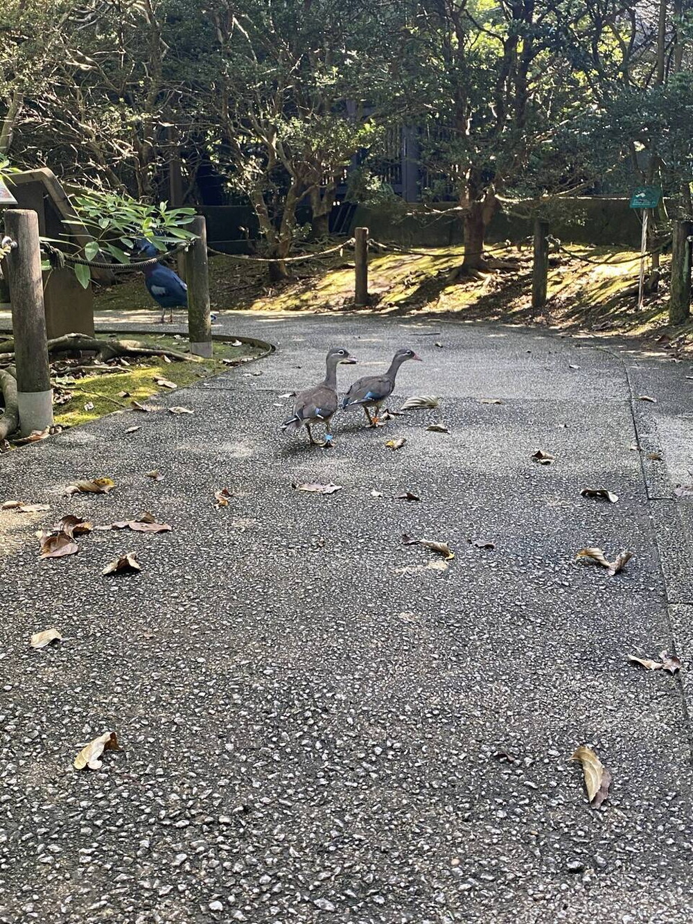 オシドリデビュー!の写真