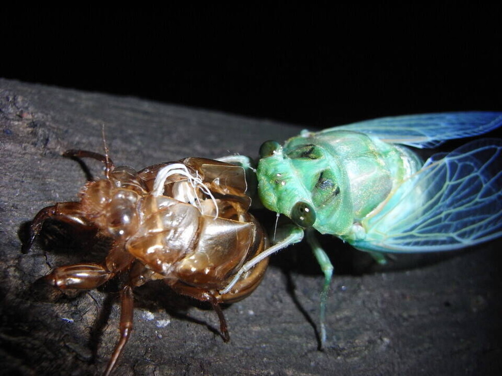 リモート「昆虫教室」 その1の写真