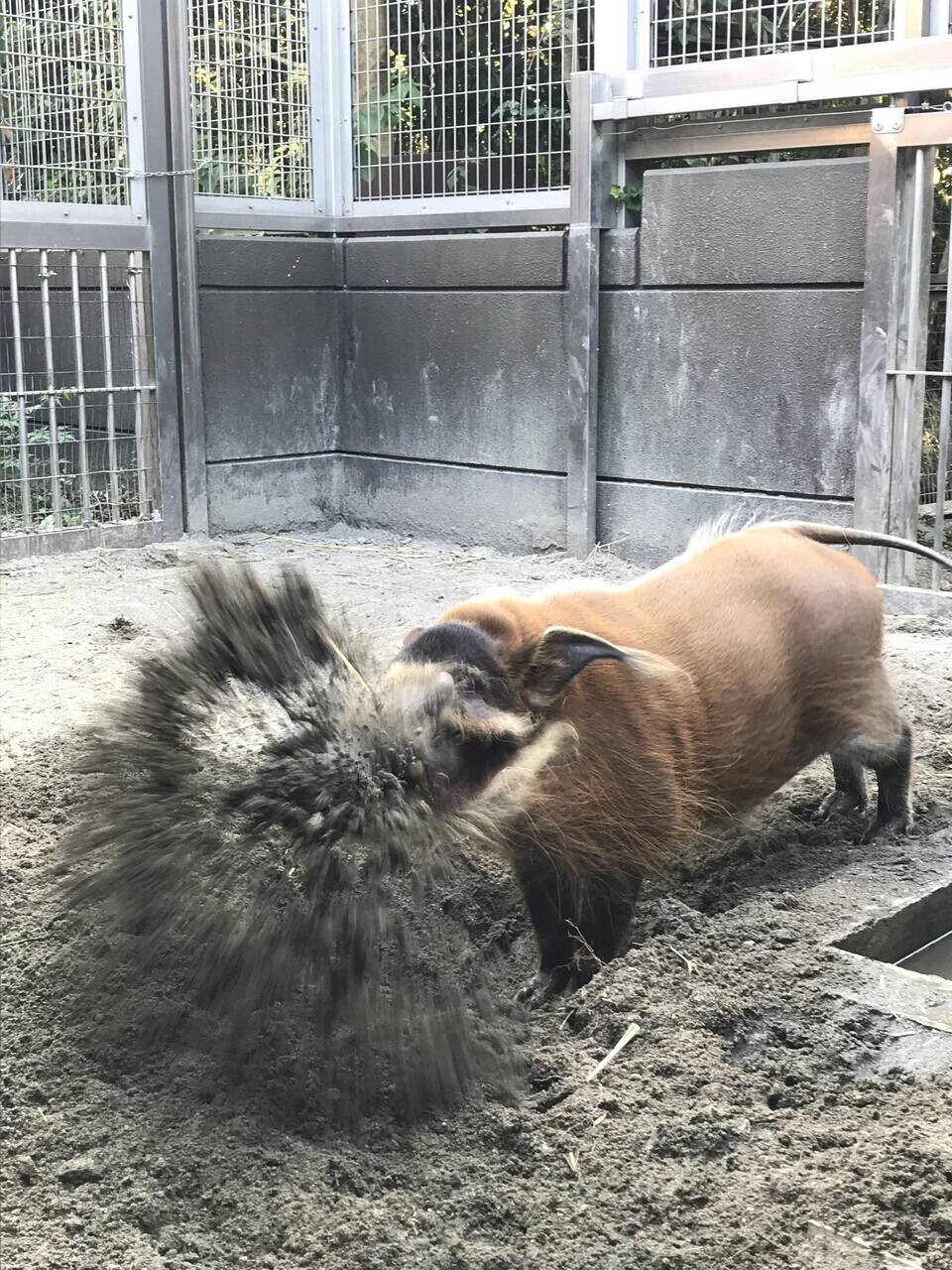 飼育員vsアカカワイノシシの写真