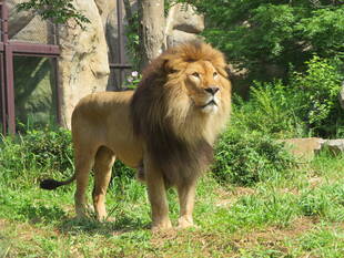 ライオンのソラが出園しました。①