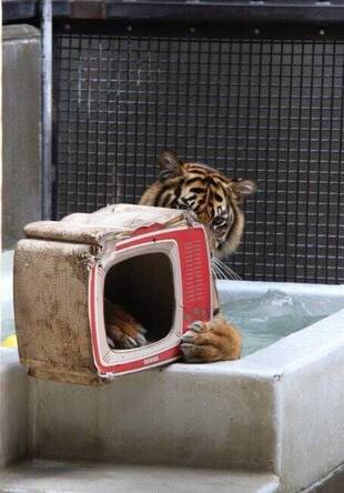 ムジュにプレゼント（第二弾）－2