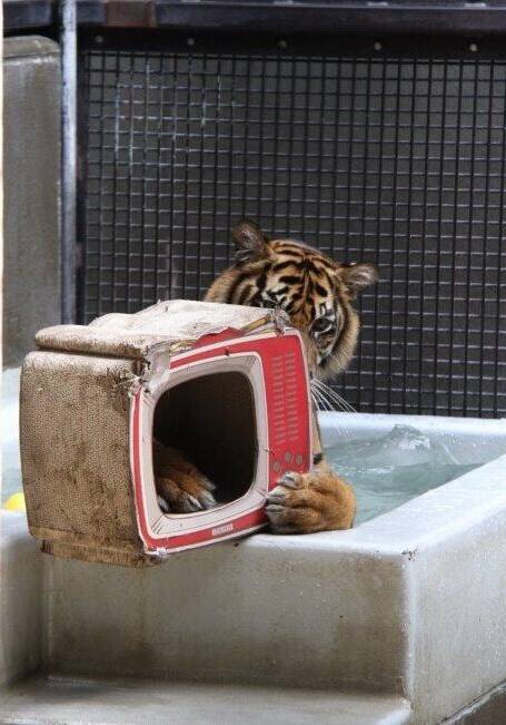 ムジュにプレゼント(第二弾)-2の写真