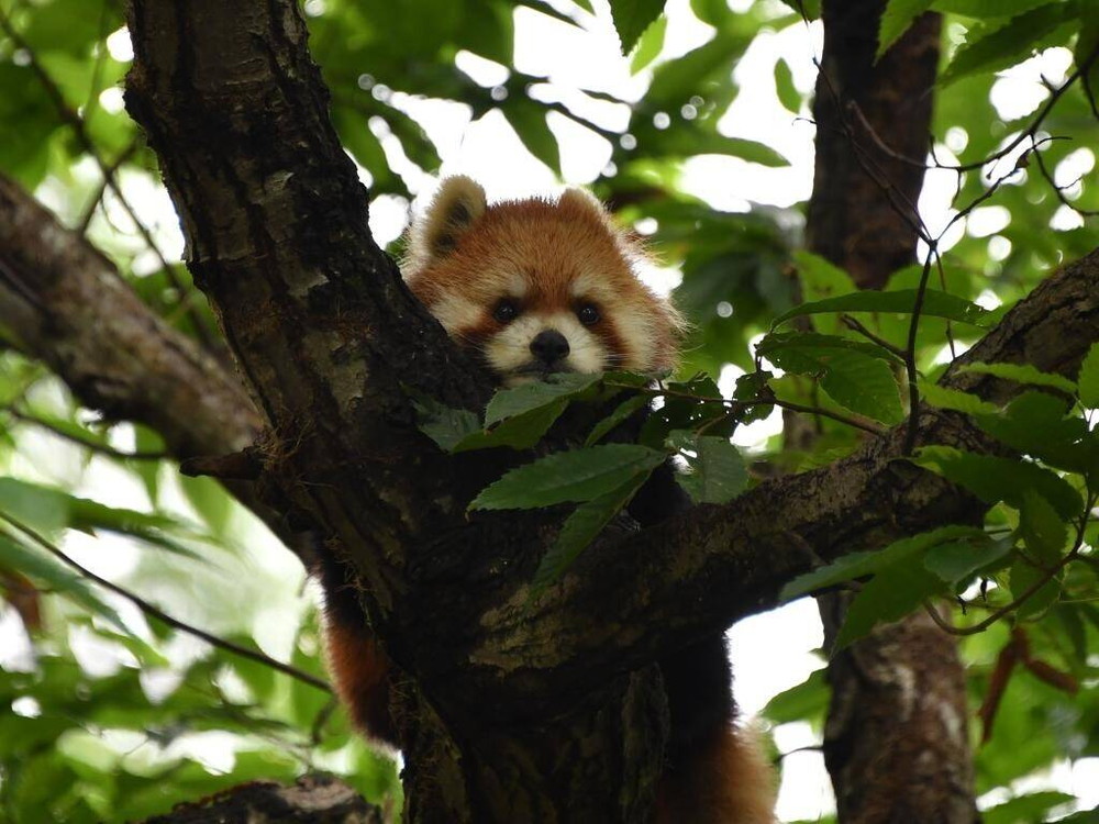 国際レッサーパンダデー♪~ブログDE特別ガイド・衣食住編~の写真