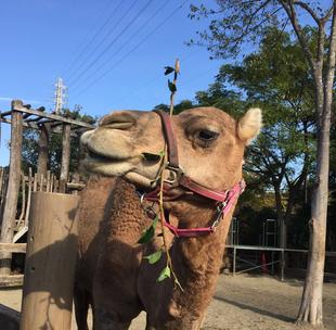 ソフィーのトレーニング