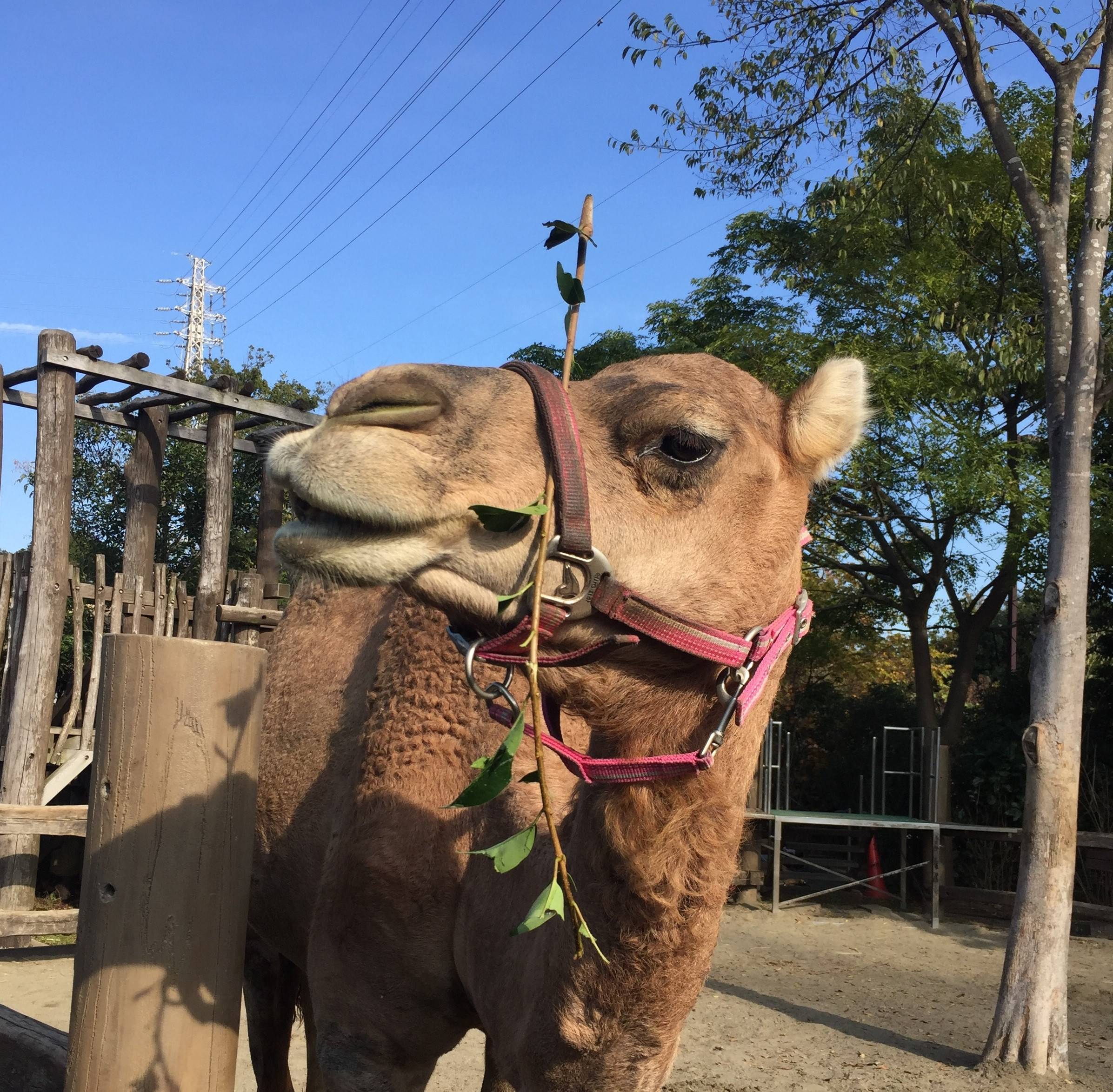 ソフィーのトレーニングの写真