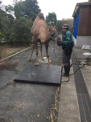 ラクダの体重測定(その3）