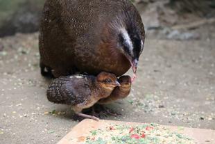 カンムリセイランひなっこ成長記＃6