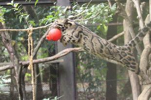 タヤのボール遊び（続報）