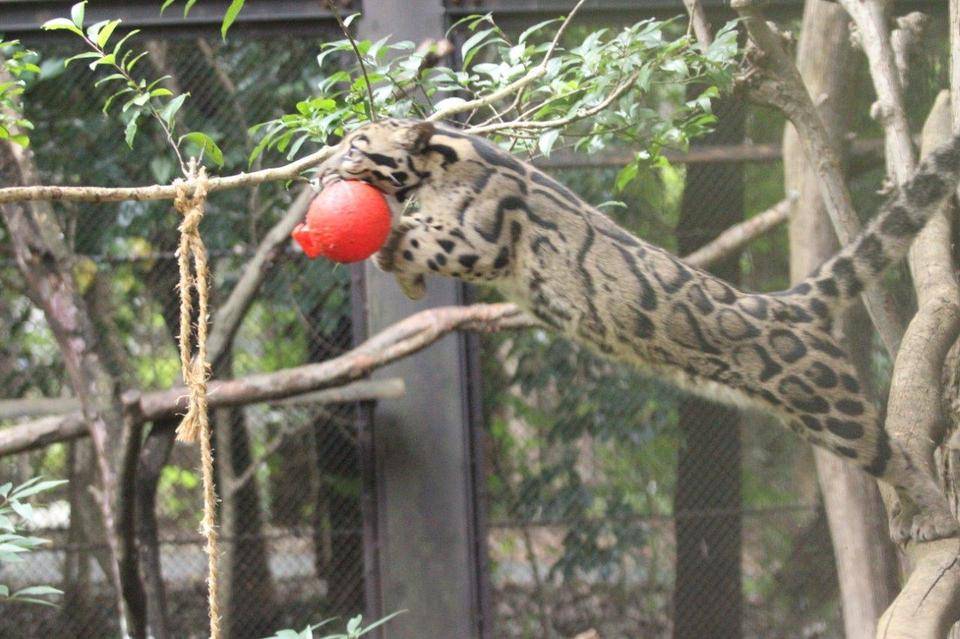 タヤのボール遊び(続報)の写真