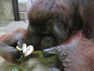 オランウータンに秋の味覚　ジュリー編