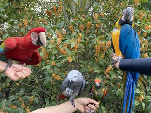キンモクセイの香りに癒されてます