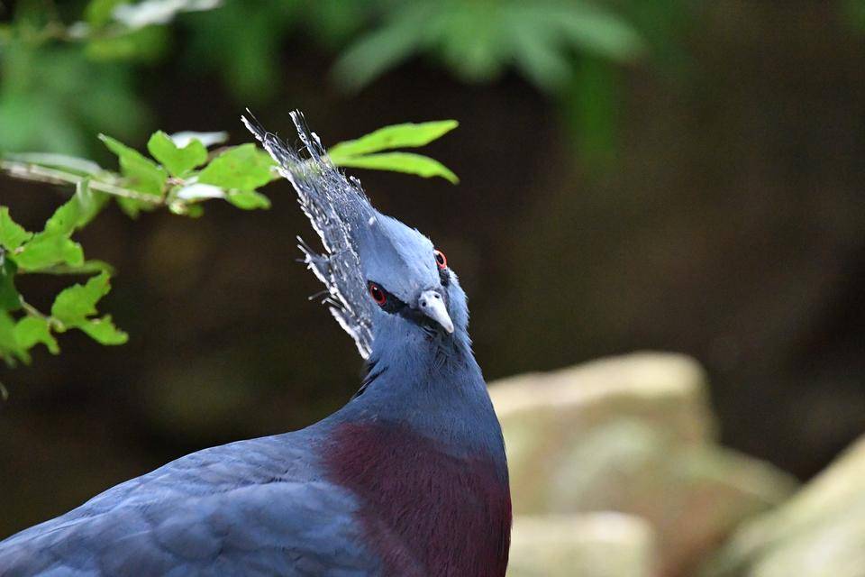 最近のオウギバトの写真