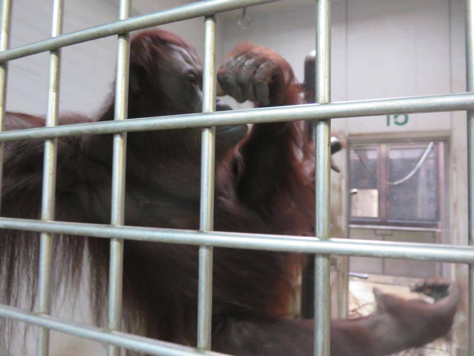 オランウータンに秋の味覚 ナナ編の写真