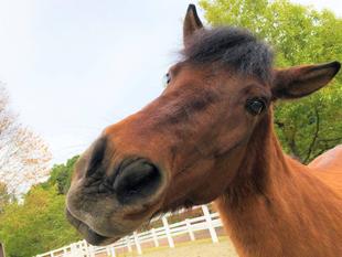 大事なフサフサ