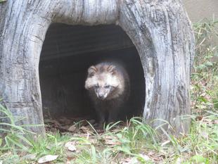 ホンドタヌキのマル、天国へ。