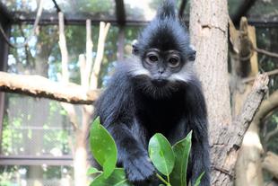 かわいかったので