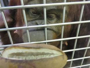 オランウータンに秋の味覚　バレンタイン編