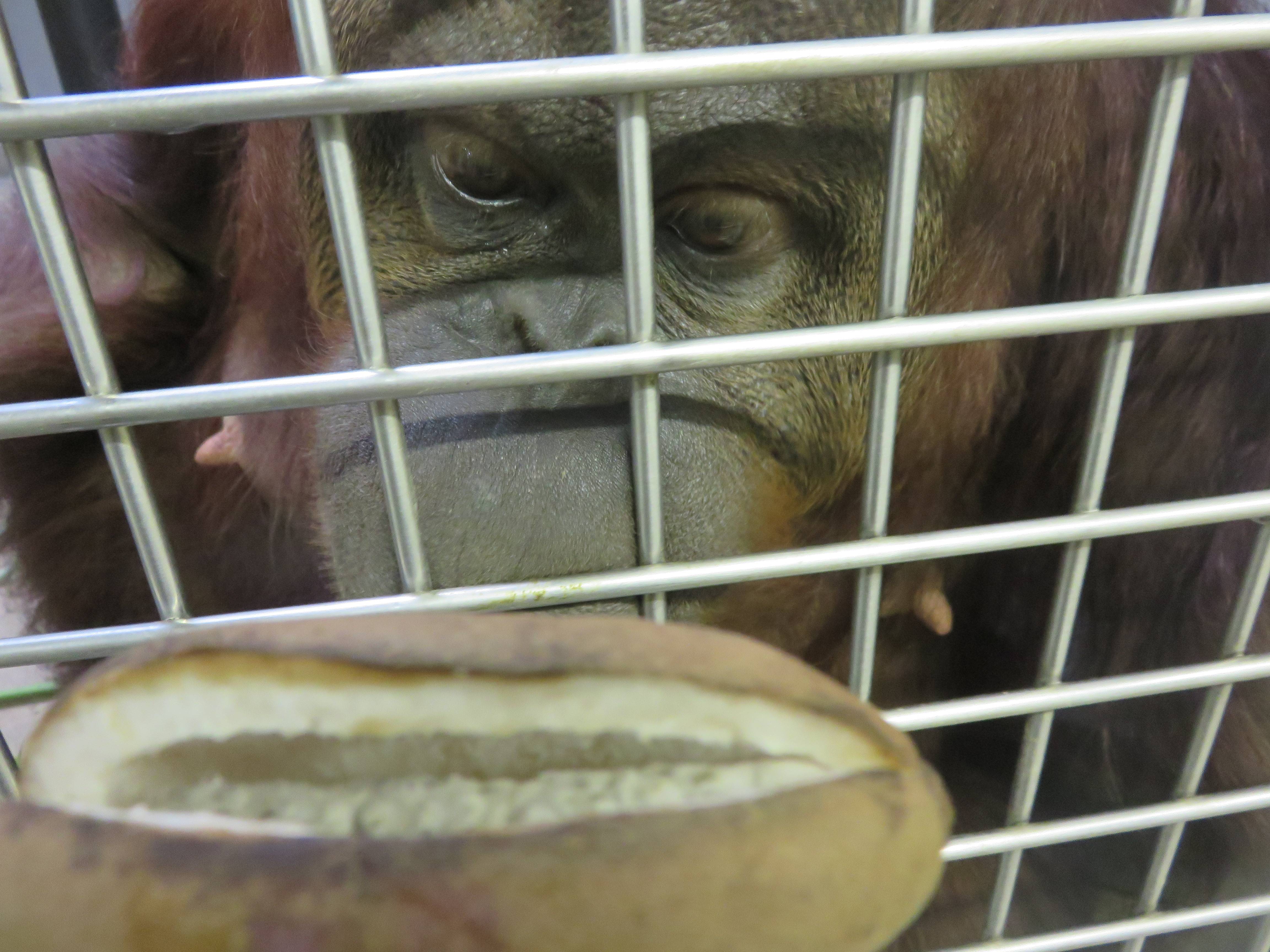 オランウータンに秋の味覚 バレンタイン編の写真