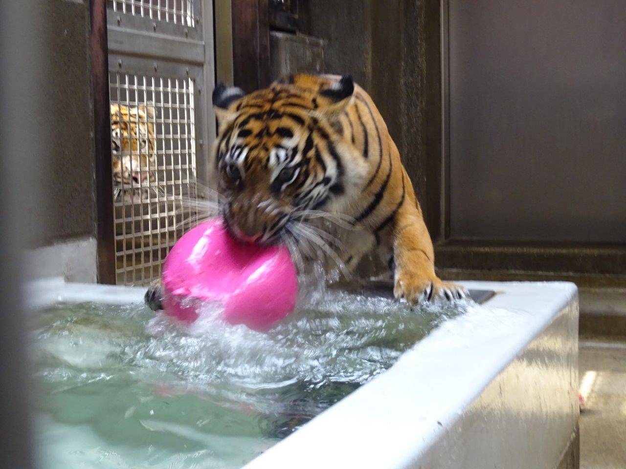 サブ運動場でも与えてみました('ω')ノの写真