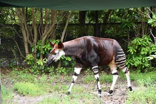 World Okapi Day！！！