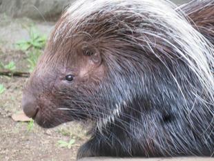 ズーラシア産！秋の恵み。