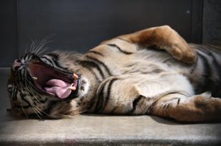 寝起きのガンター