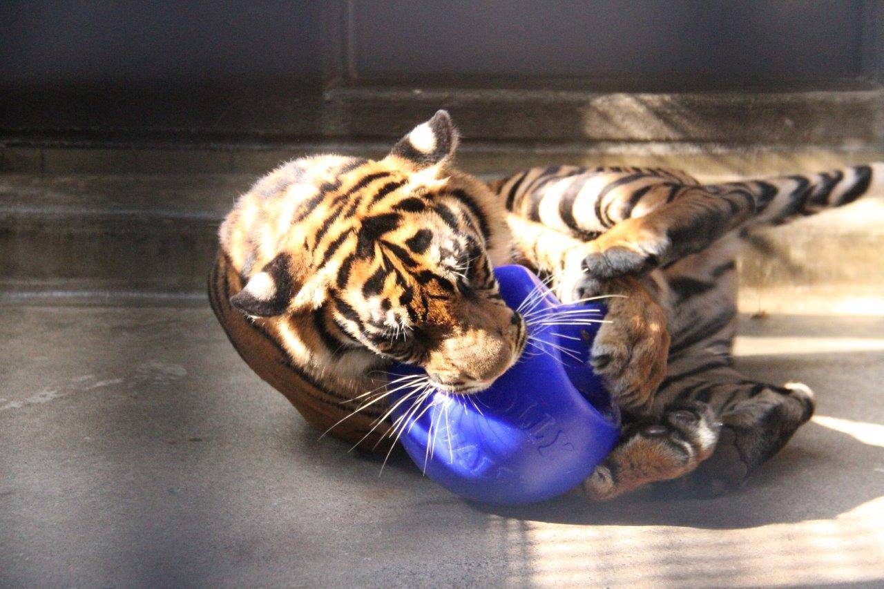 ムジュは元気ハツラツ!の写真