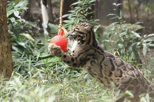 タヤにも遊具を！