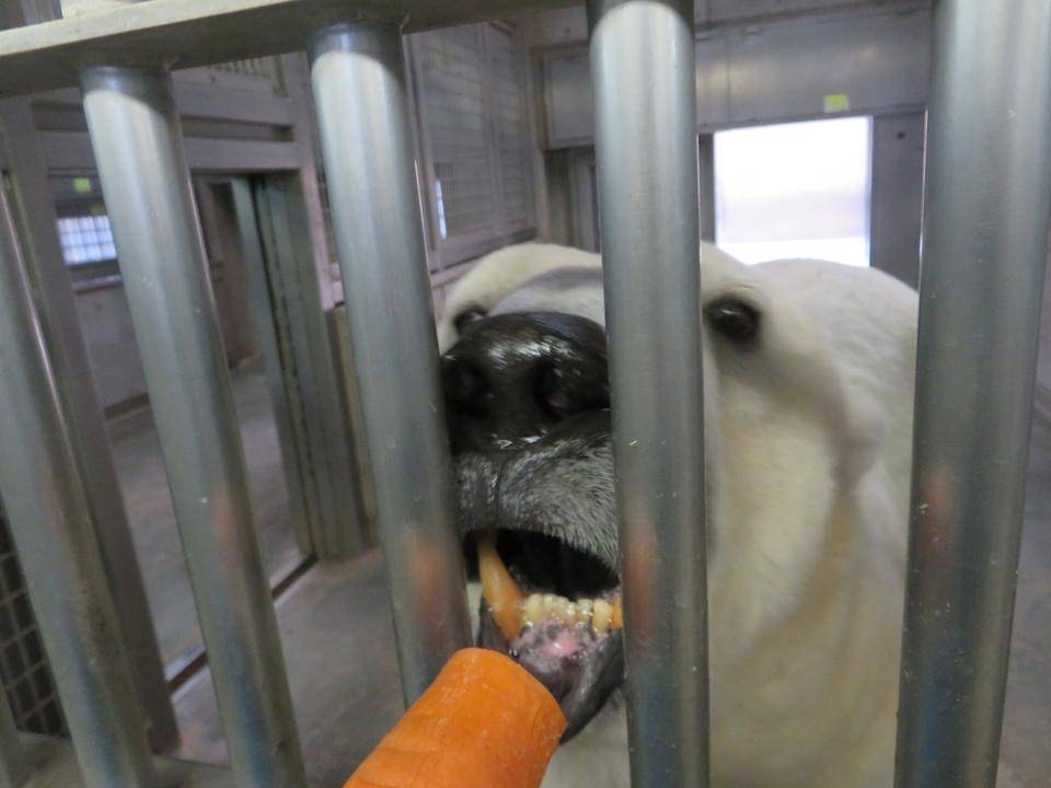 ツヨシとにんじんの写真