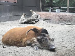 イノシシだって〇〇量ります！！