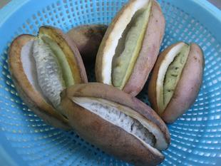 オランウータンと秋の味覚　ロビン編