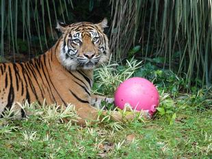 ラウトのその後･･･