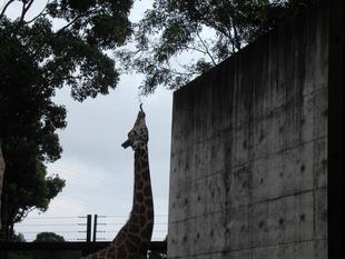 道草を食うキリン