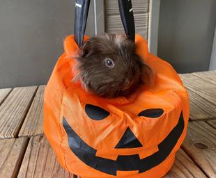 トリック・オア・トリート