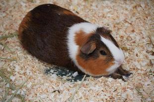 モルモットの〇〇シリーズ〜おてて編〜