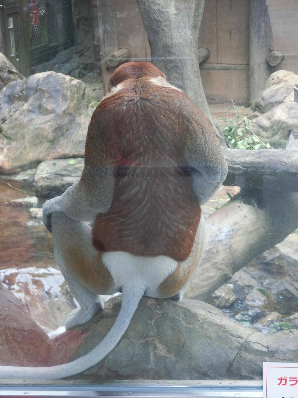 テングザルのお尻☆*+。の写真
