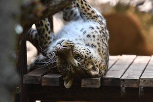 ダッシュかな？トライかな？