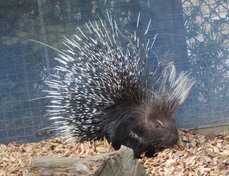 ズーラシア産!これも秋の恵み?の写真