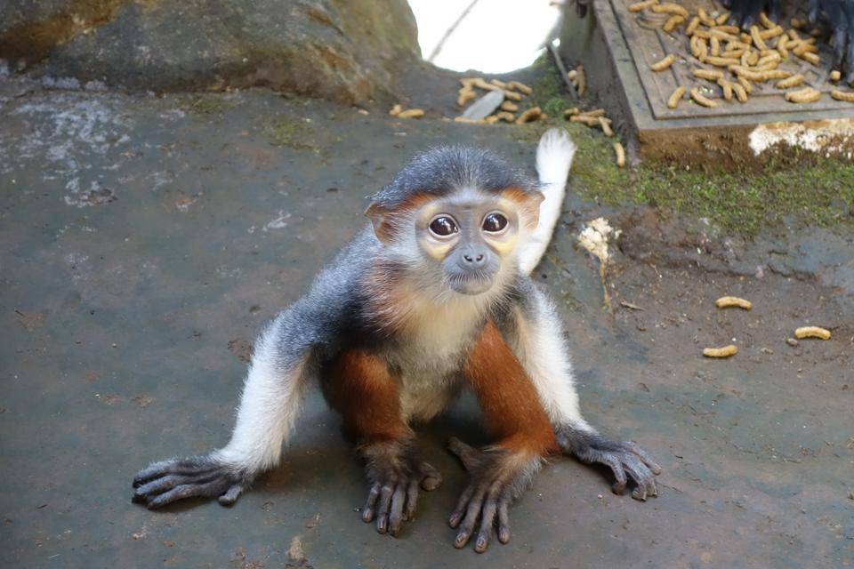 ホアも生後半年を過ぎましたの写真