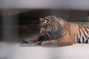 ボロボロでも楽しいの？？