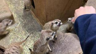 虫、はじめました