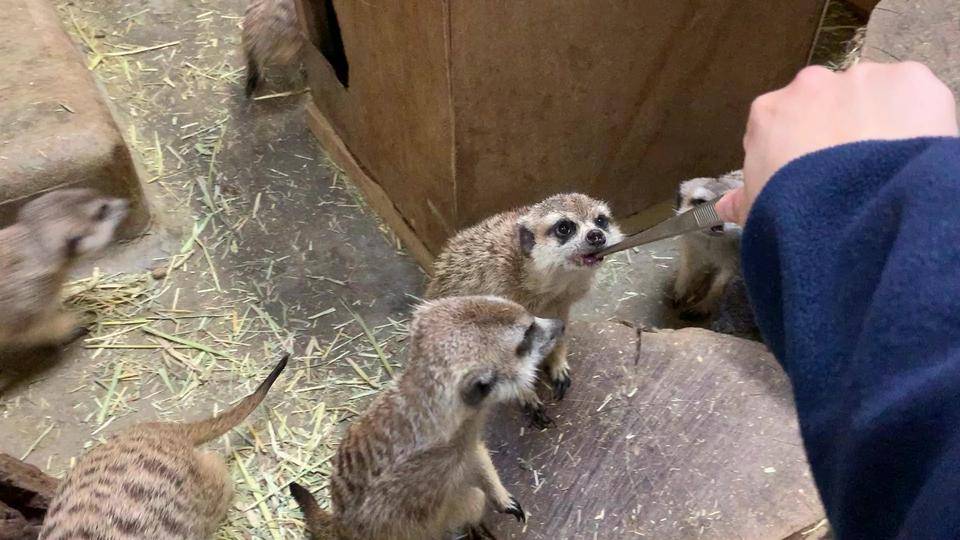 虫、はじめましたの写真