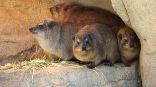 ケープハイラックスでよく見る光景