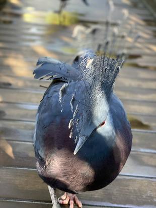 祝!オウギバト孵化!