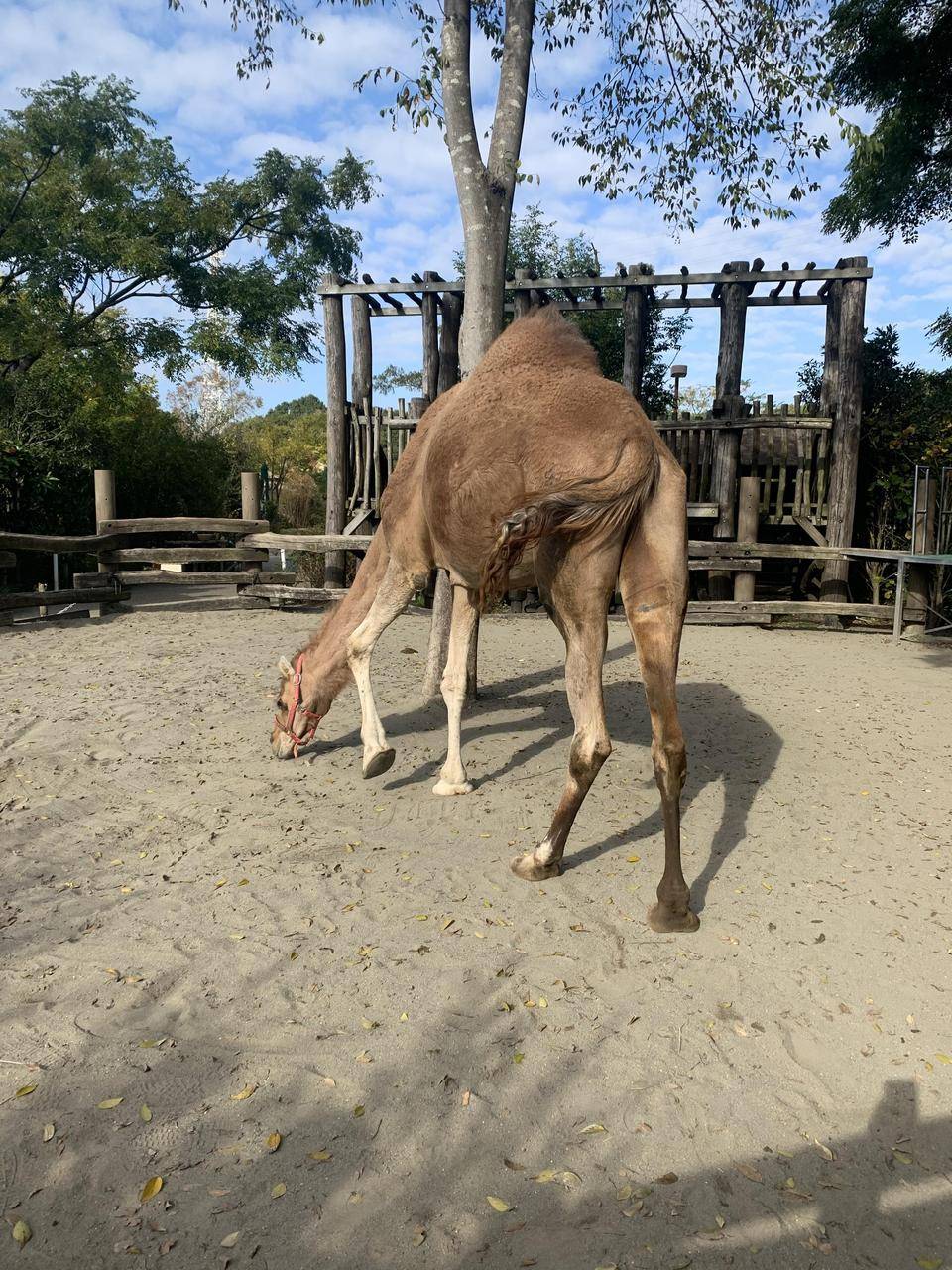 秋の味覚の写真