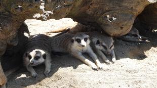 ミーアキャットの群れ