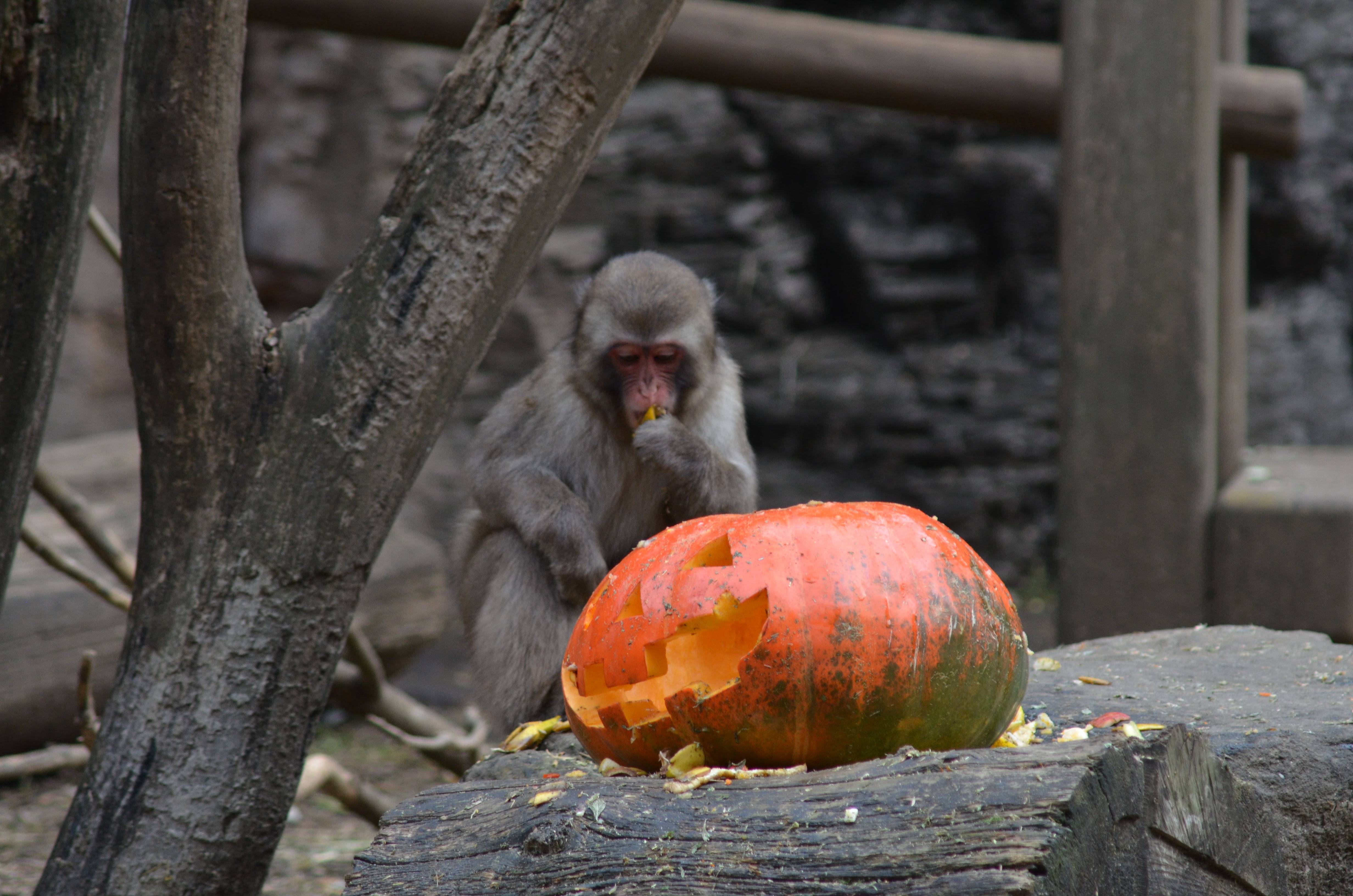 ニホンザル!ハロウィンの裏側の写真